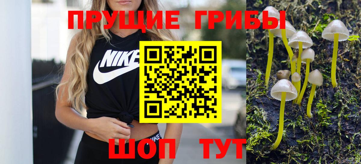 Галлюциногенные грибы Psilocybe Волхов